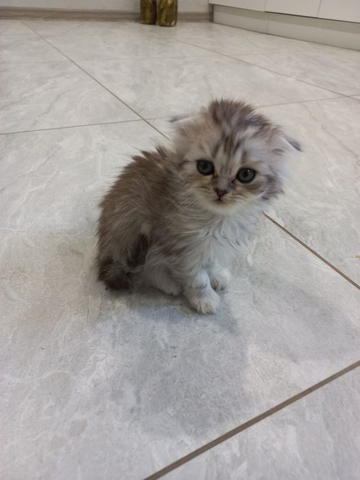 Продам кошенят шотландської породи .