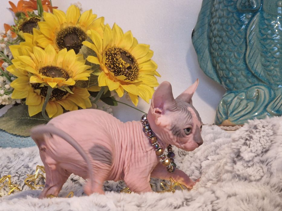 Mour-a-Mour- Canadian Sphynx