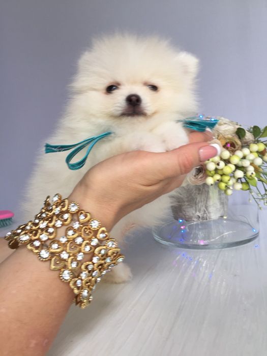 Неймовірні Шпіци VIP  Хлопчики та Дівчатка