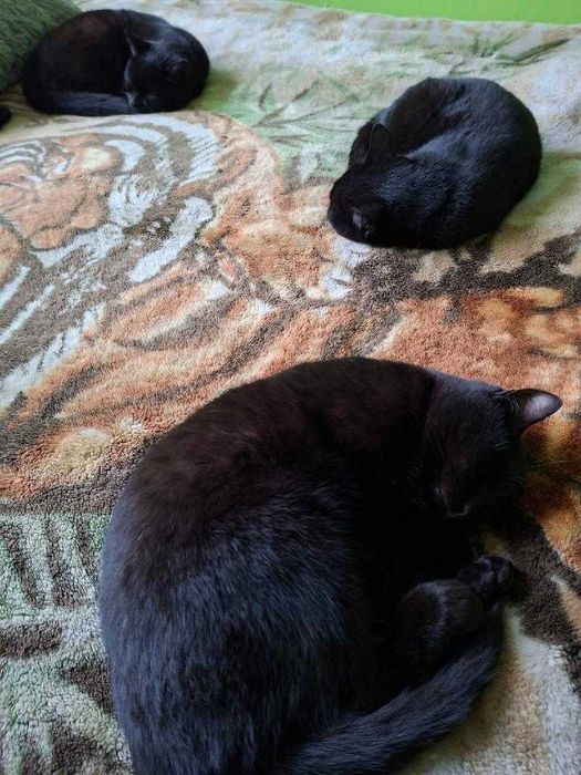 Oddam koty w dobre ręce