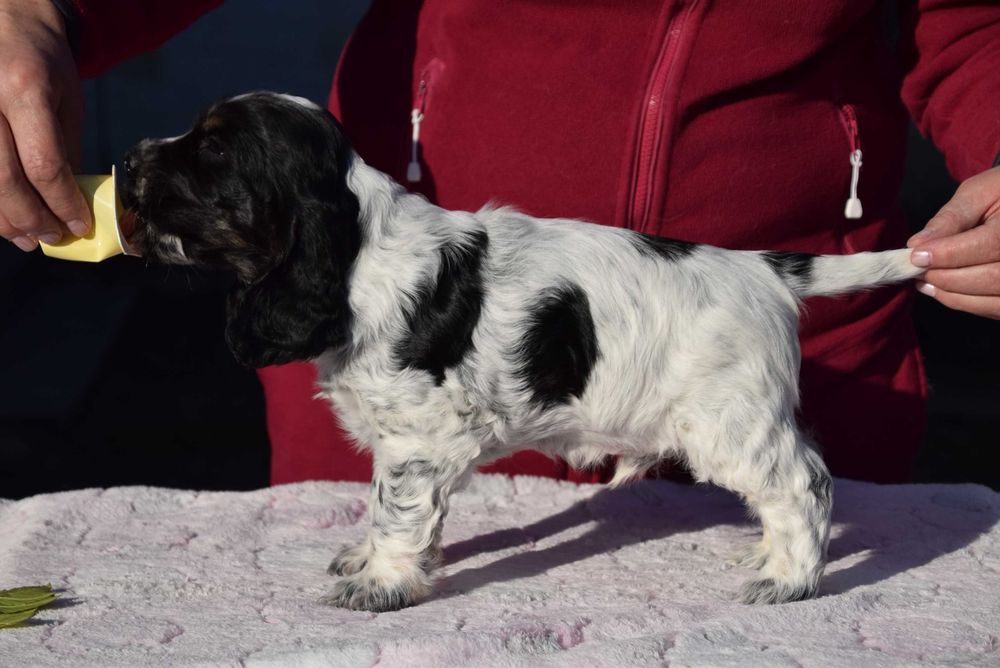 Cocker Spaniel Angielski - Chłopak BonBon ZKwP