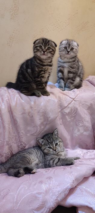 Котята шотландцы