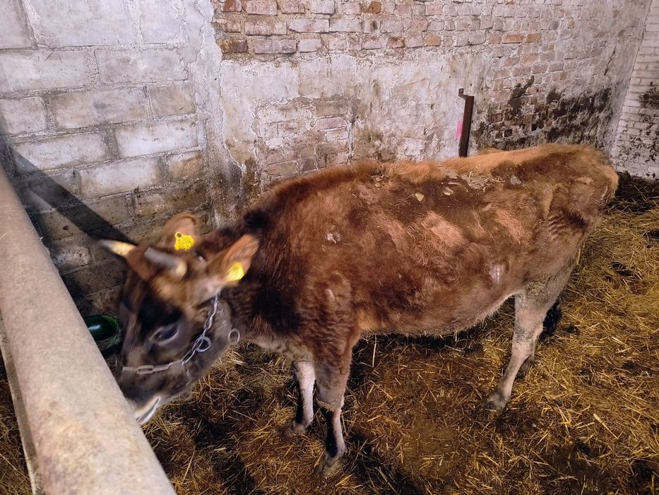 sprzedam krowę jersey