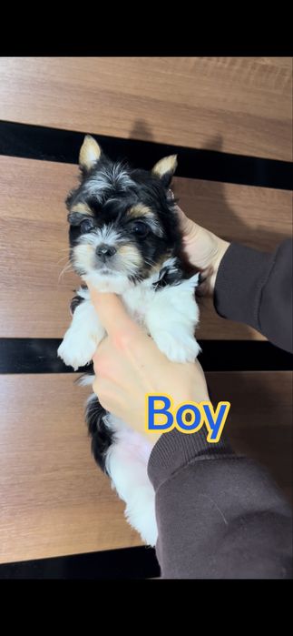 2 хлопчики Бівер йорк