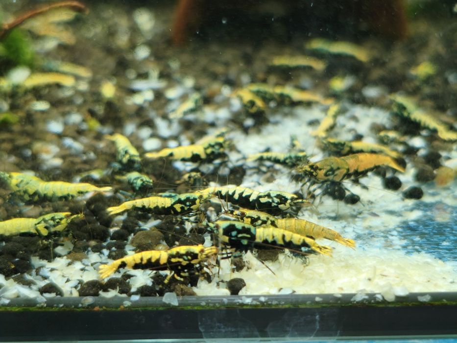 Krewetki caridina Boa