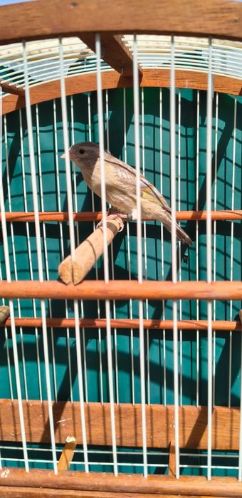 Mesticos de magelanico