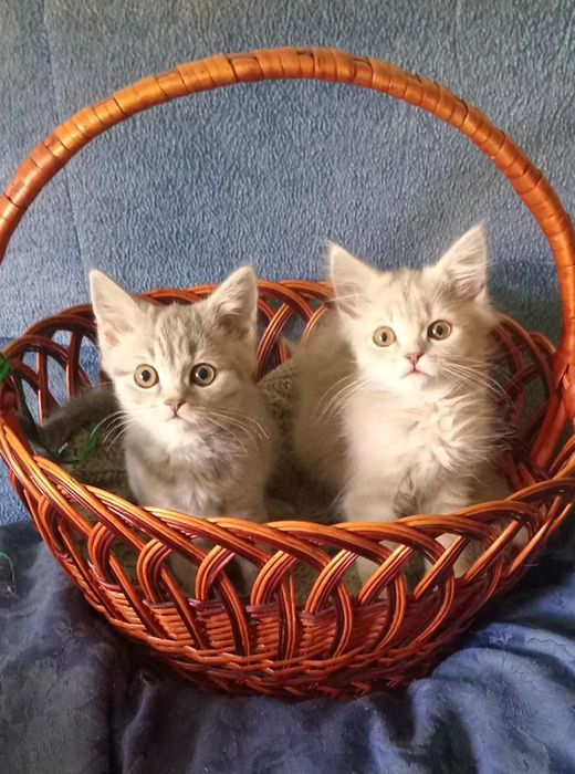 Шотландські  кошенята скотіш  хайленд-страйт.