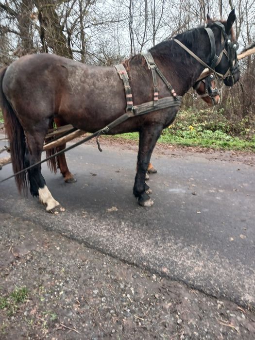 Продам пару кобил