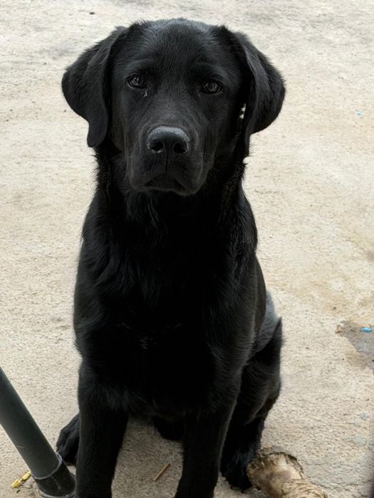 Labrador Retriever