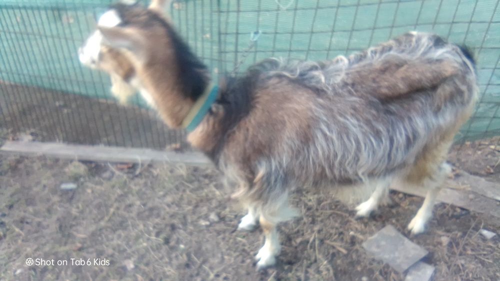Продам 2 козы нубийскую и альпийскую