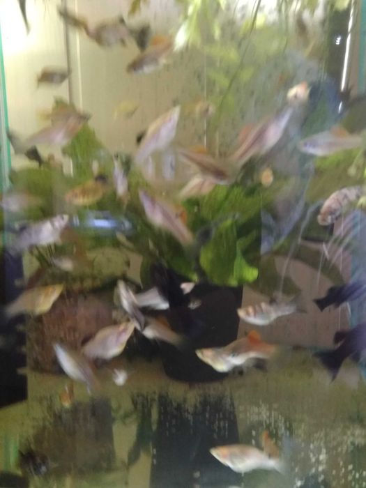 rybki akwariowe mieczyk molinezja