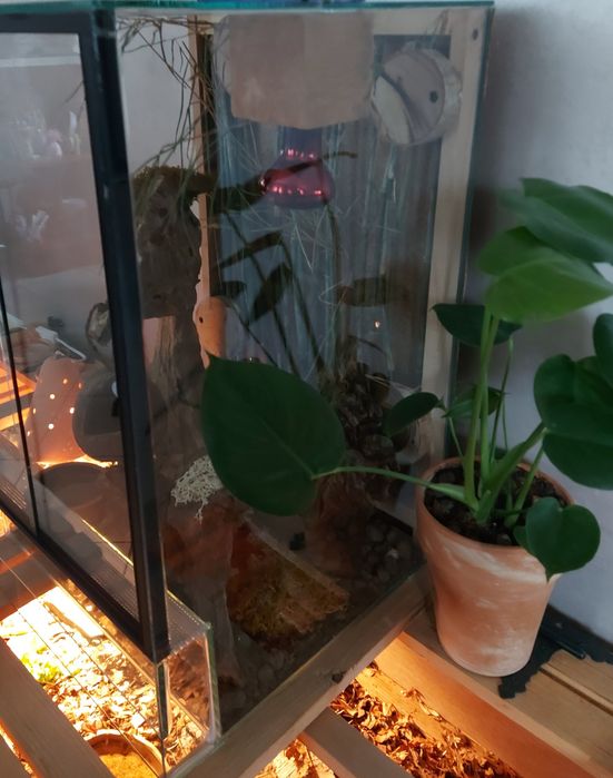 Terrarium dla felsumy jaszczurki gekona orzęsionego