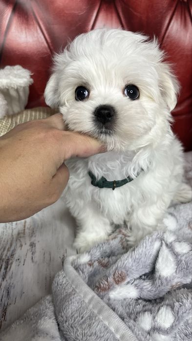 Мальтійська болонка (шоу-клас) – цуценята з документами