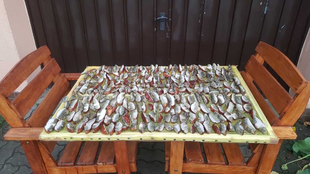 Podgrzybki suszone sprzedam