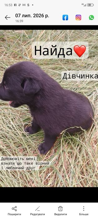 Цуценята шукають родину