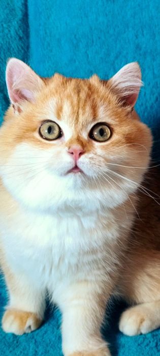 Шикарна дівчинка золота шиншила шоу класу чекає на родину