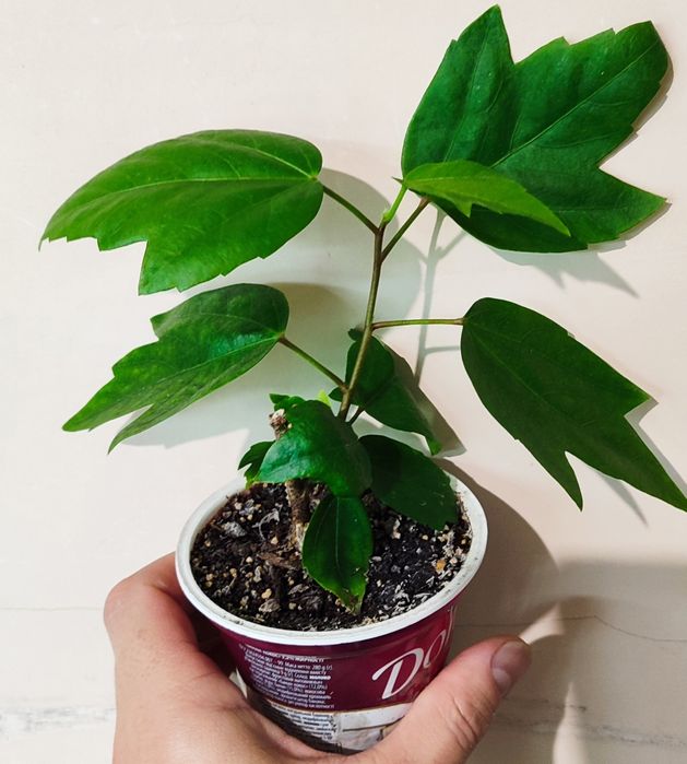 Продам махровий гібіскус Koenig