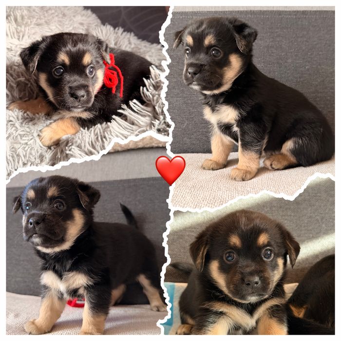 (Zarezerwowana)suczka. Gotowa do adpocji w połowie kwietnia!