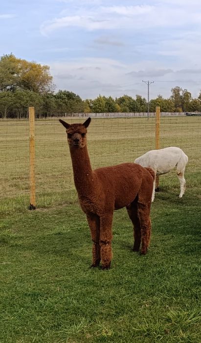 Alpaka samiec samica