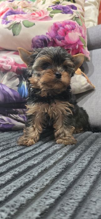 Yorkshire terrier szczenięta, york szczenięta