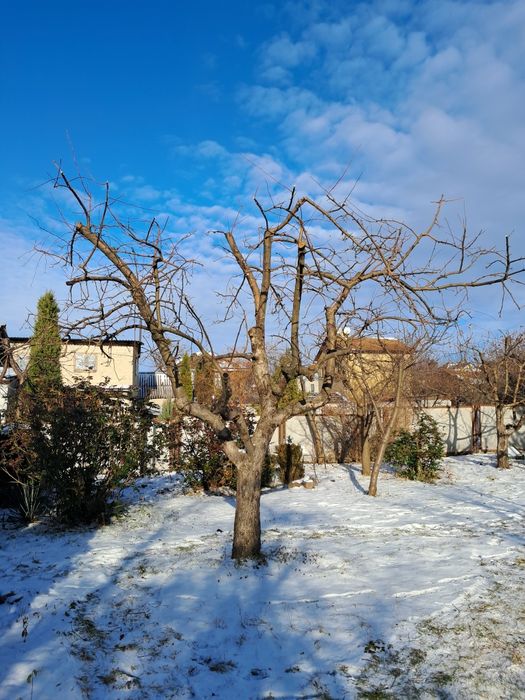 Профессиональная обрезка сада!