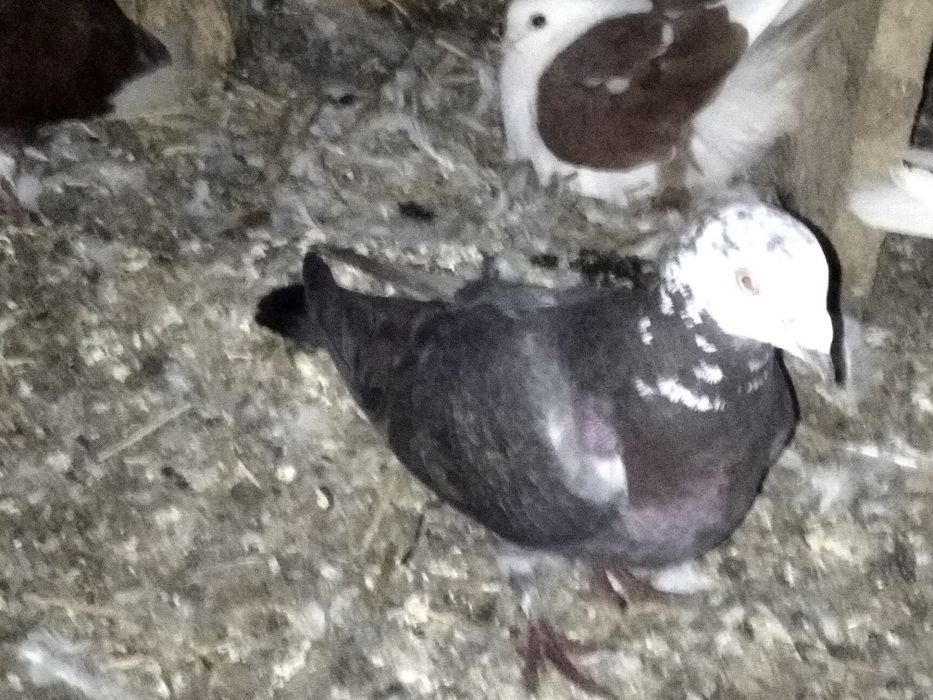 Likwidacja hodowli gołębi pocztowych