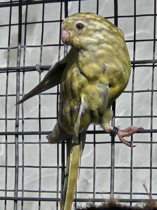 Red rumped  procuram novo lar