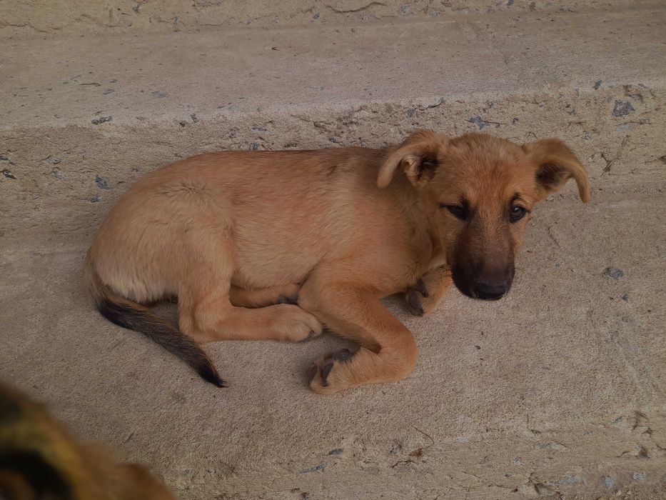 Собаченята. Безкоштовно