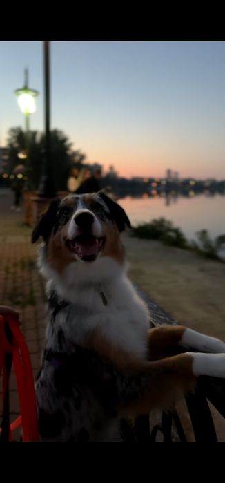 Домашня перетримка собак у Києві, dog sitter