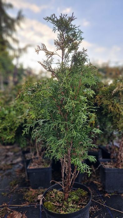 Tuja szmaragd wysokość 50-80 cm