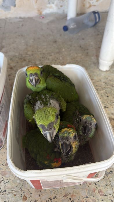 Papagaios Amazonas e catatua branca