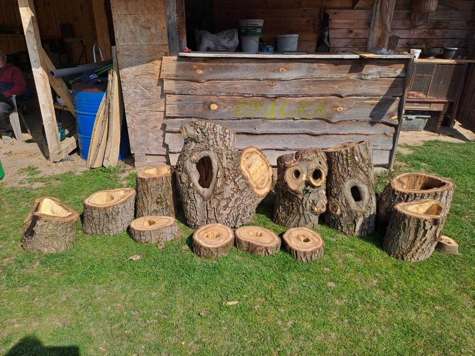 Orzech wloski ozdobne