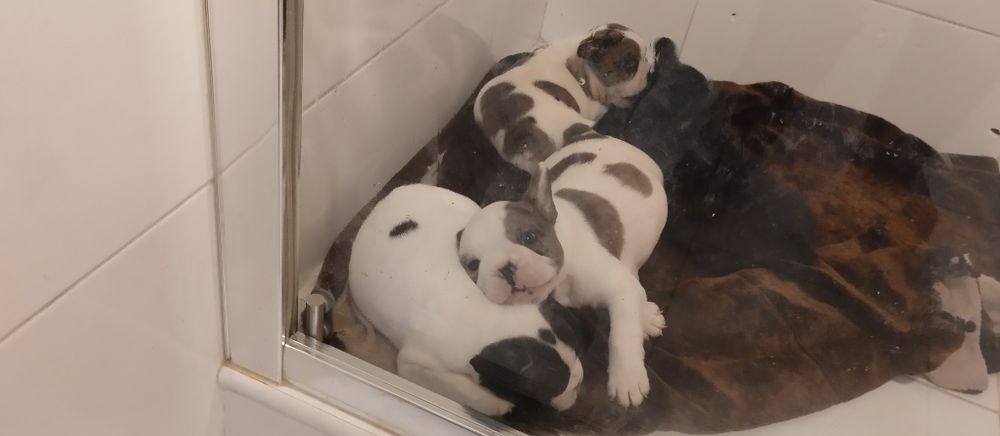 Bulldog francês merly