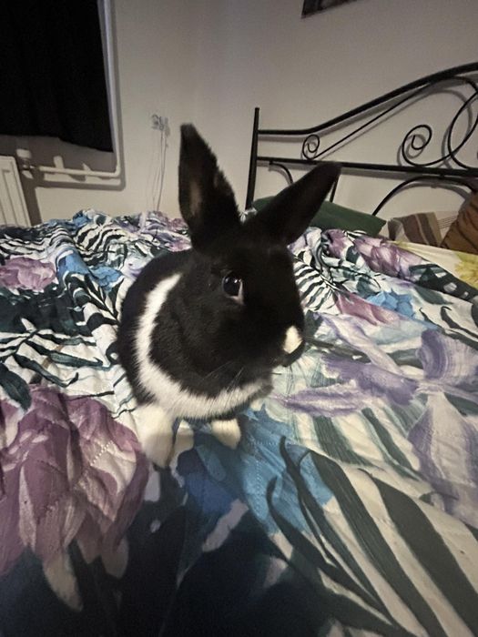 Sprzedam kròlika samica