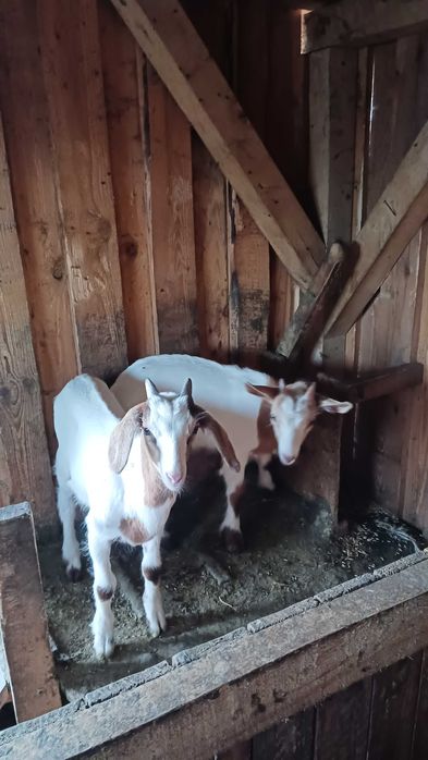 Kozy, koziołki młode Kościerzyna, Nowy Podleś