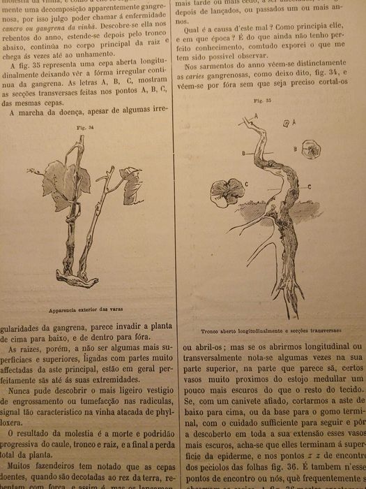 Gazeta dos Lavradores, Dezembro de 1882