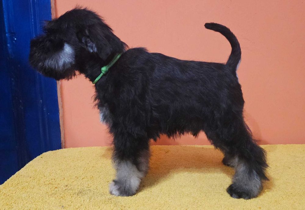 Sznaucer miniaturowy czarno-srebrny FCI ZKwP