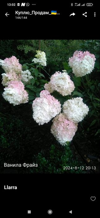 Продам 1-2 річні саджанці волотистої гортензії