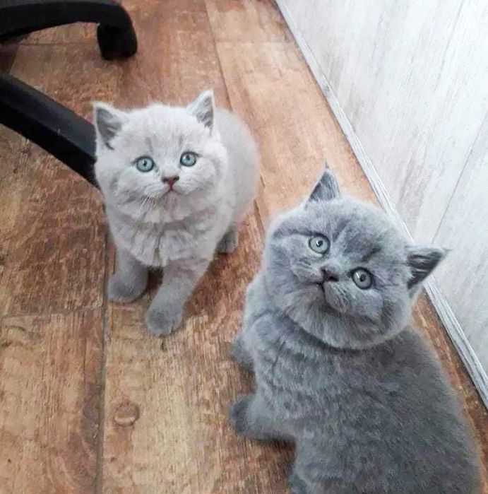 Шотландские плюшевые котята.