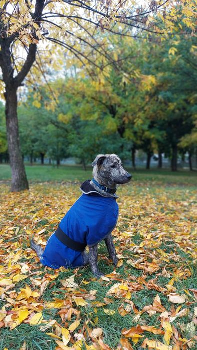 Віддам собаку безкоштовно