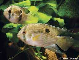 Akara z Maroni  Cleithracara maronii