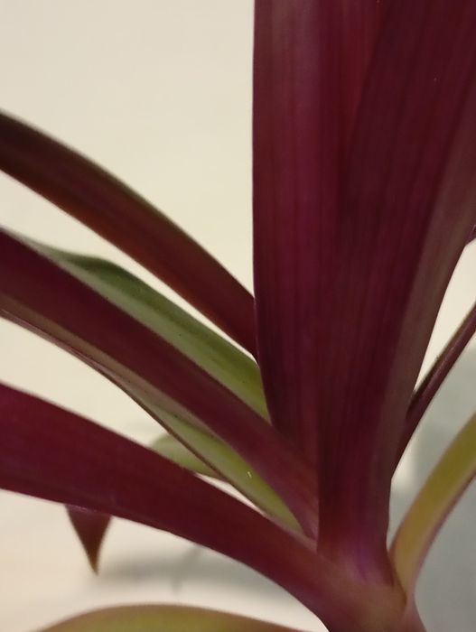 Вазон традесканця Рео в подвійному горщику з дозатором води