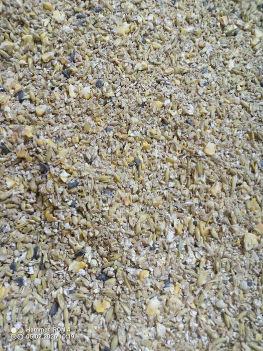 Pasza dla kur (gnieciona pszenica, jęczmień, owies, pszenżyto)