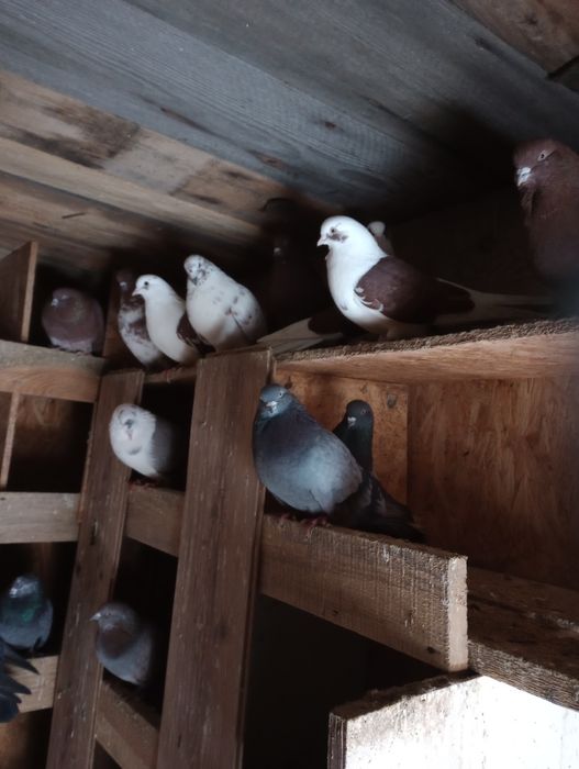 Gołębie szaryki stujkowe.
