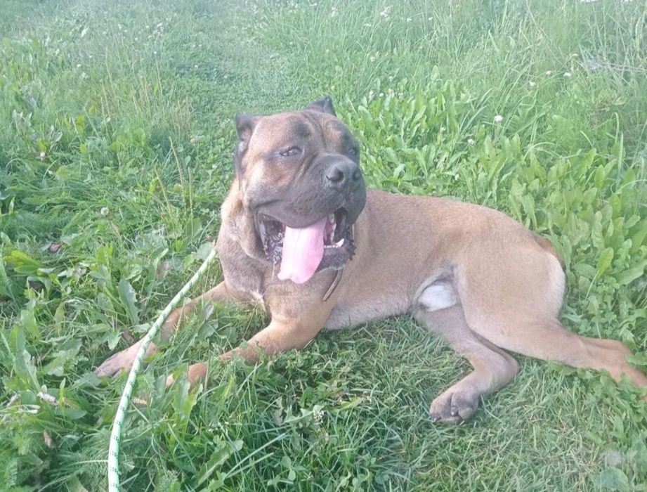 Мальчики кане корсо. 1,5 мес.