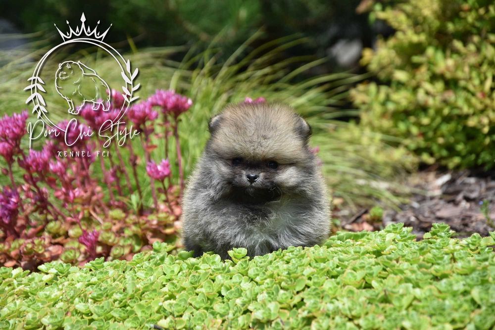 Szpic miniaturowy Pomeranian ZKwP FCI suczka
