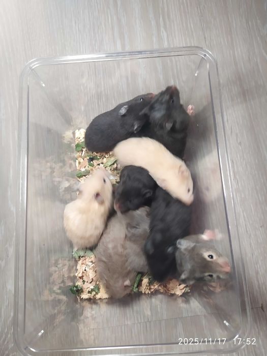 Хомяки ,  Хомяки Джунгарские