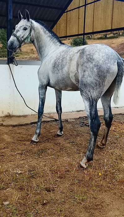 Poldro lusitano puro  .