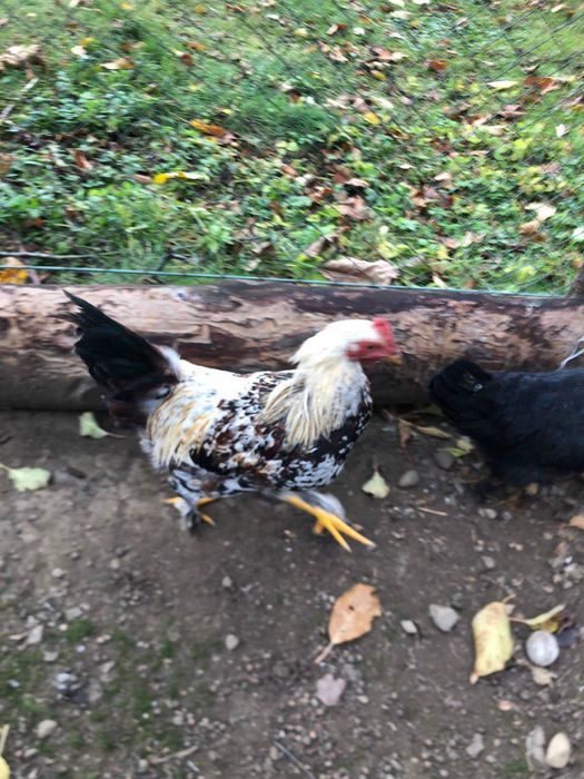 Півники  молоді.