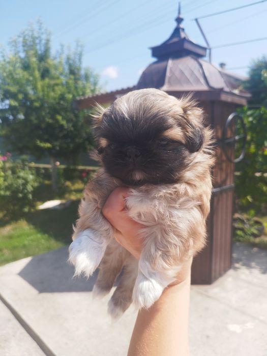 Продам собачки породи Пекінеси